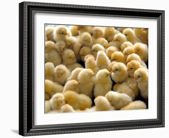 A Group Of Chick-Eky Studio-Framed Photographic Print