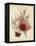 A Group of Clove Carnations-null-Framed Premier Image Canvas