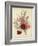 A Group of Clove Carnations-null-Framed Giclee Print