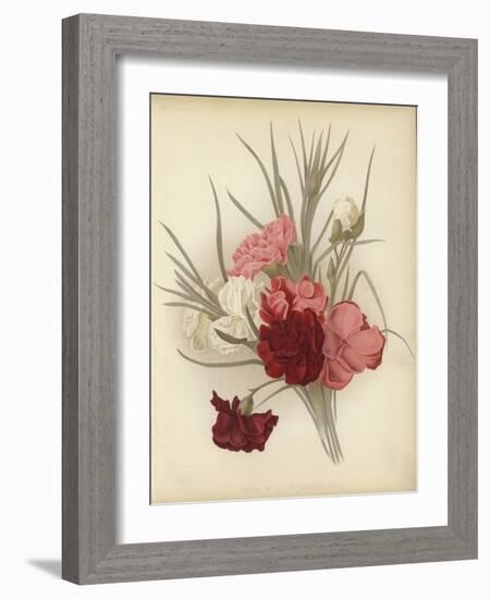 A Group of Clove Carnations-null-Framed Giclee Print