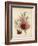 A Group of Clove Carnations-null-Framed Giclee Print