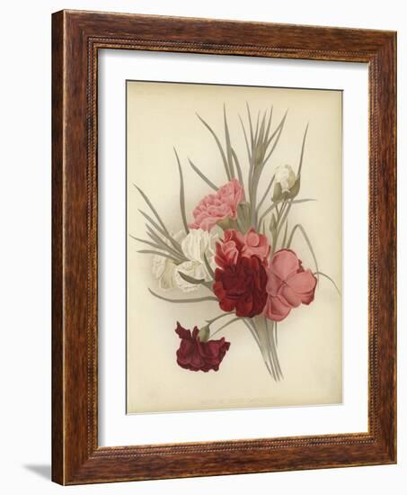 A Group of Clove Carnations-null-Framed Giclee Print