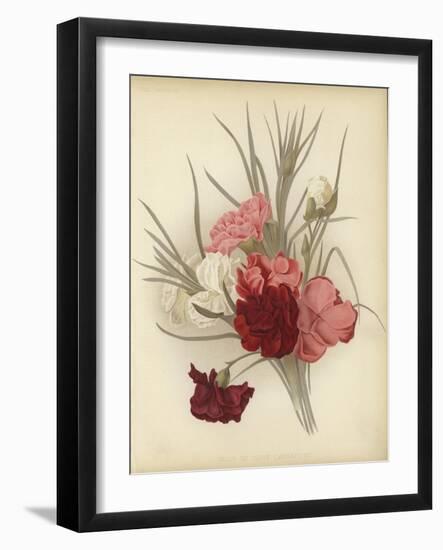 A Group of Clove Carnations-null-Framed Giclee Print