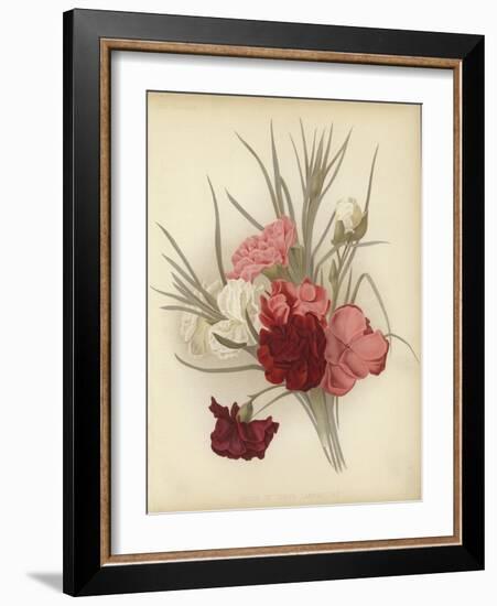 A Group of Clove Carnations-null-Framed Giclee Print