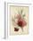 A Group of Clove Carnations-null-Framed Giclee Print