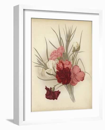 A Group of Clove Carnations-null-Framed Giclee Print