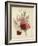 A Group of Clove Carnations-null-Framed Giclee Print