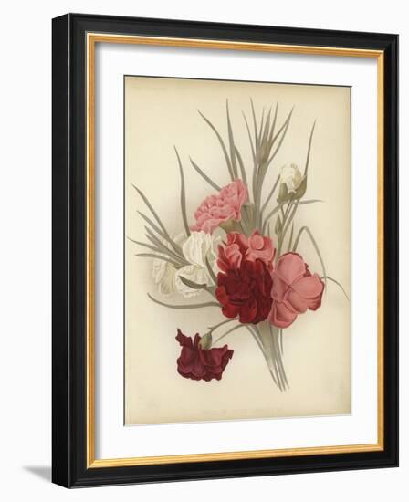 A Group of Clove Carnations-null-Framed Giclee Print