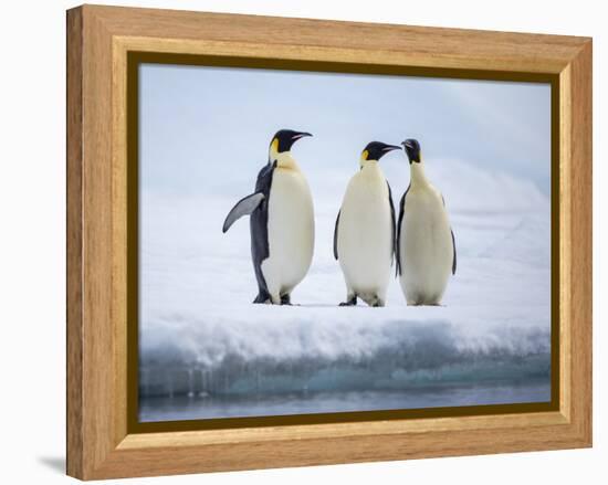 A group of emperor penguins (Aptenodytes forsteri), on the ice near Snow Hill Island, Weddell Sea-Michael Nolan-Framed Premier Image Canvas