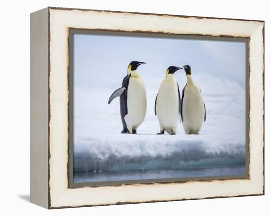 A group of emperor penguins (Aptenodytes forsteri), on the ice near Snow Hill Island, Weddell Sea-Michael Nolan-Framed Premier Image Canvas