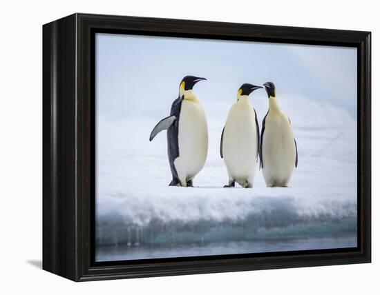 A group of emperor penguins (Aptenodytes forsteri), on the ice near Snow Hill Island, Weddell Sea-Michael Nolan-Framed Premier Image Canvas