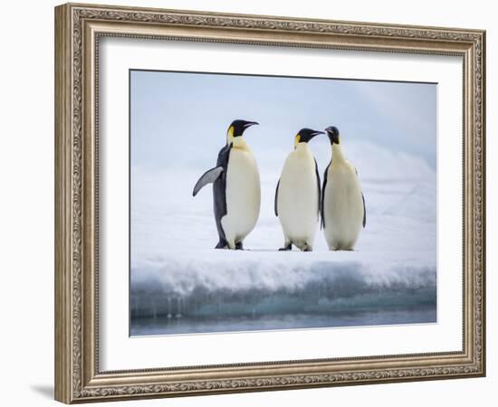 A group of emperor penguins (Aptenodytes forsteri), on the ice near Snow Hill Island, Weddell Sea-Michael Nolan-Framed Photographic Print