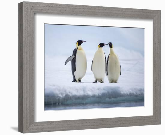 A group of emperor penguins (Aptenodytes forsteri), on the ice near Snow Hill Island, Weddell Sea-Michael Nolan-Framed Photographic Print