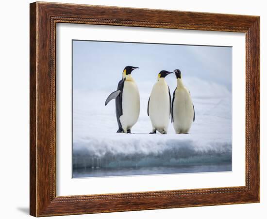 A group of emperor penguins (Aptenodytes forsteri), on the ice near Snow Hill Island, Weddell Sea-Michael Nolan-Framed Photographic Print