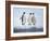 A group of emperor penguins (Aptenodytes forsteri), on the ice near Snow Hill Island, Weddell Sea-Michael Nolan-Framed Photographic Print