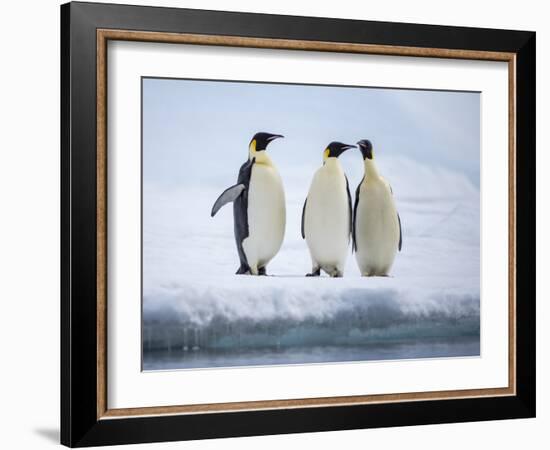 A group of emperor penguins (Aptenodytes forsteri), on the ice near Snow Hill Island, Weddell Sea-Michael Nolan-Framed Photographic Print