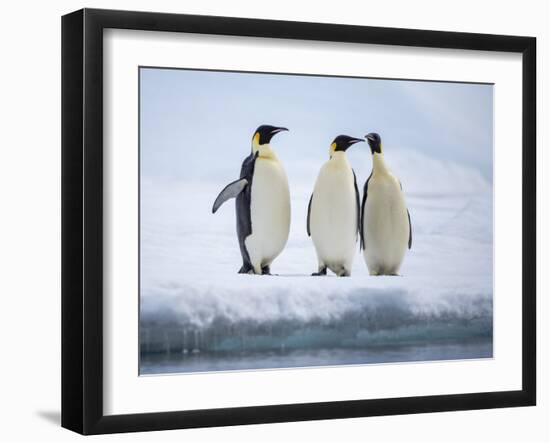 A group of emperor penguins (Aptenodytes forsteri), on the ice near Snow Hill Island, Weddell Sea-Michael Nolan-Framed Photographic Print