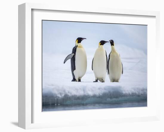 A group of emperor penguins (Aptenodytes forsteri), on the ice near Snow Hill Island, Weddell Sea-Michael Nolan-Framed Photographic Print