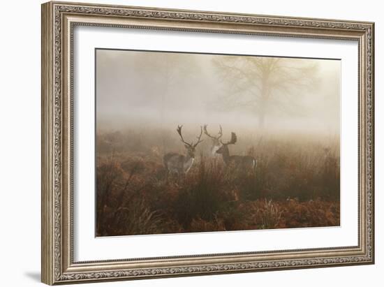 A Group Of Fallow Deer Stags, Dama Dama, Stand In Richmond Park At Dawn-Alex Saberi-Framed Photographic Print