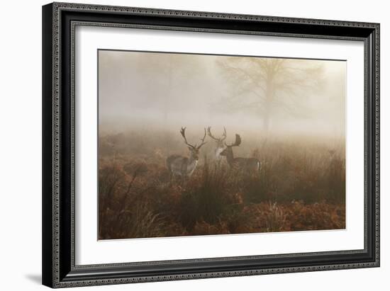 A Group Of Fallow Deer Stags, Dama Dama, Stand In Richmond Park At Dawn-Alex Saberi-Framed Photographic Print