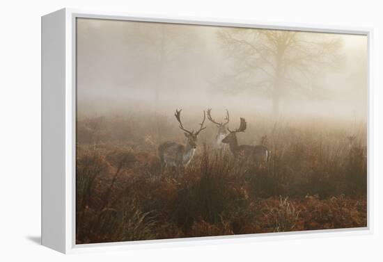 A Group Of Fallow Deer Stags, Dama Dama, Stand In Richmond Park At Dawn-Alex Saberi-Framed Premier Image Canvas