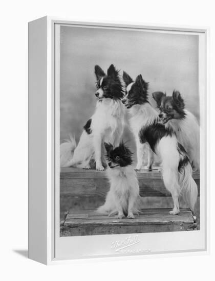 A Group of Four Papillons Owned by Mrs Pope-null-Framed Premier Image Canvas