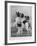 A Group of Four Papillons Owned by Mrs Pope-null-Framed Photographic Print