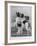 A Group of Four Papillons Owned by Mrs Pope-null-Framed Photographic Print