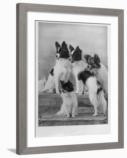 A Group of Four Papillons Owned by Mrs Pope-null-Framed Photographic Print