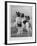 A Group of Four Papillons Owned by Mrs Pope-null-Framed Photographic Print