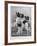 A Group of Four Papillons Owned by Mrs Pope-null-Framed Photographic Print