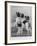 A Group of Four Papillons Owned by Mrs Pope-null-Framed Photographic Print