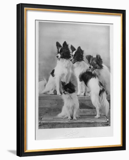 A Group of Four Papillons Owned by Mrs Pope-null-Framed Photographic Print