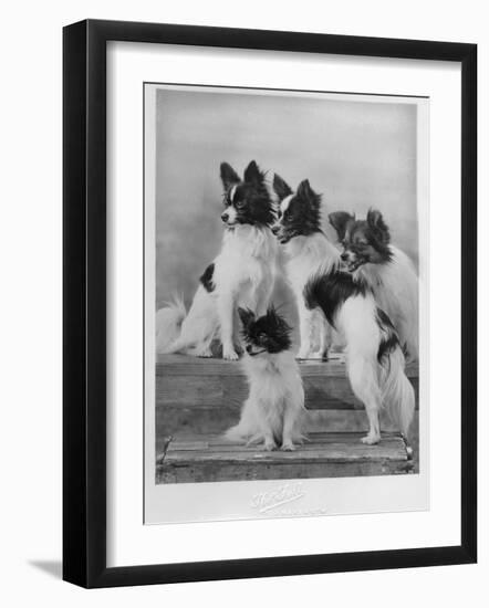 A Group of Four Papillons Owned by Mrs Pope-null-Framed Photographic Print