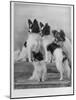 A Group of Four Papillons Owned by Mrs Pope-null-Mounted Photographic Print