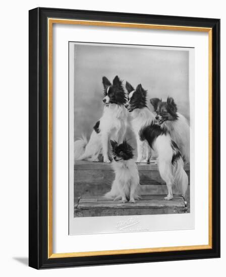 A Group of Four Papillons Owned by Mrs Pope-null-Framed Photographic Print