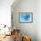 A Group of Humpback Whales Swimming Together-null-Framed Premium Giclee Print displayed on a wall