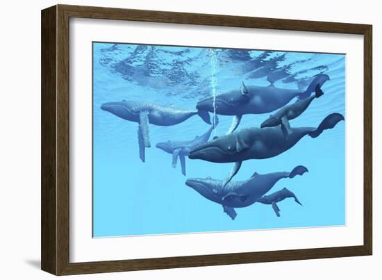 A Group of Humpback Whales Swimming Together-null-Framed Premium Giclee Print