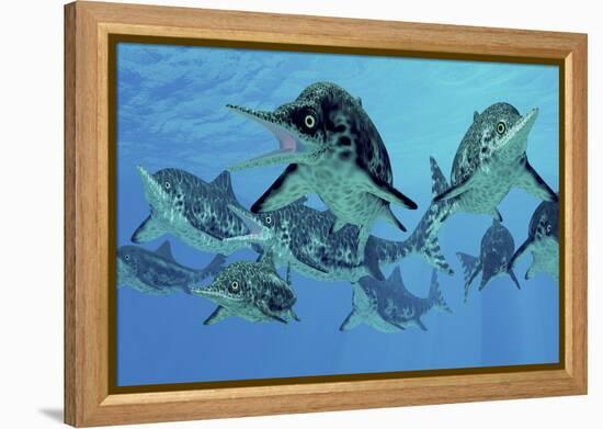 A Group of Ichthyosaurs Swimming in Prehistoric Waters-Stocktrek Images-Framed Stretched Canvas