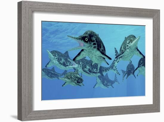 A Group of Ichthyosaurs Swimming in Prehistoric Waters-Stocktrek Images-Framed Art Print