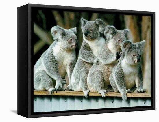A Group of Koalas Gather Atop a Fence-null-Framed Premier Image Canvas