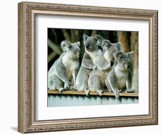 A Group of Koalas Gather Atop a Fence-null-Framed Photographic Print