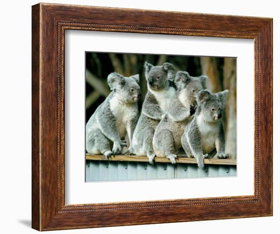 A Group of Koalas Gather Atop a Fence-null-Framed Photographic Print