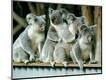 Photographic Print