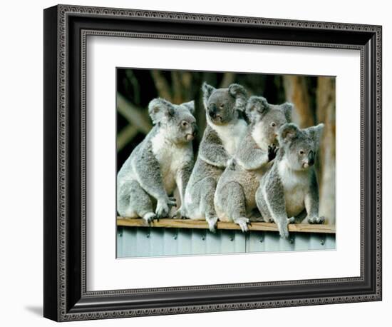 A Group of Koalas Gather Atop a Fence-null-Framed Photographic Print