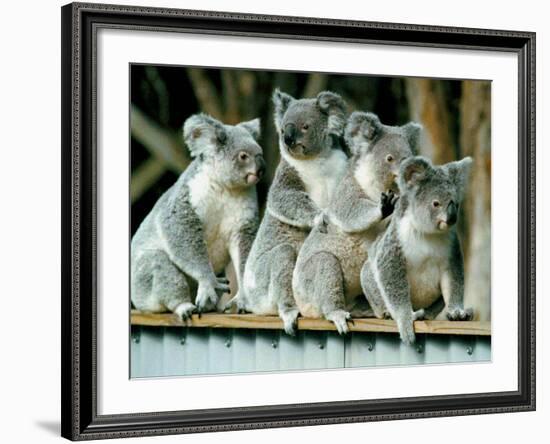 A Group of Koalas Gather Atop a Fence-null-Framed Photographic Print