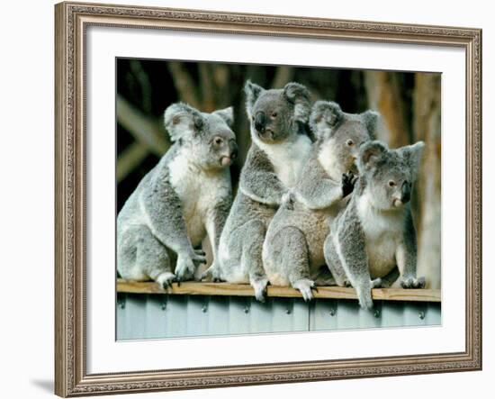 A Group of Koalas Gather Atop a Fence-null-Framed Photographic Print