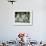 A Group of Koalas Gather Atop a Fence-null-Framed Photographic Print displayed on a wall