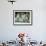 A Group of Koalas Gather Atop a Fence-null-Framed Photographic Print displayed on a wall