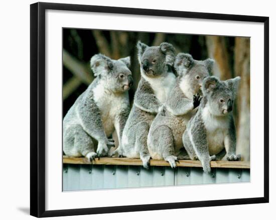 A Group of Koalas Gather Atop a Fence-null-Framed Photographic Print